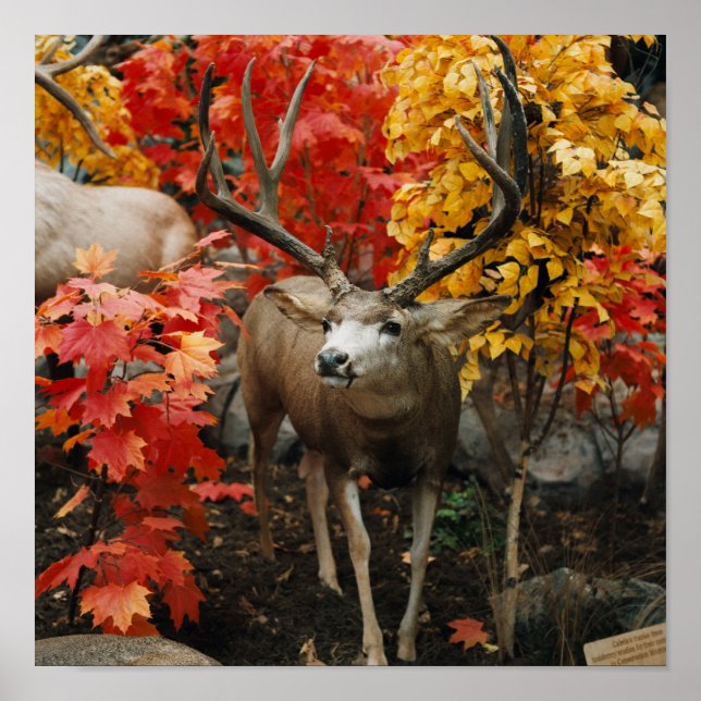 Póster Whitetail No Outono (Frente)