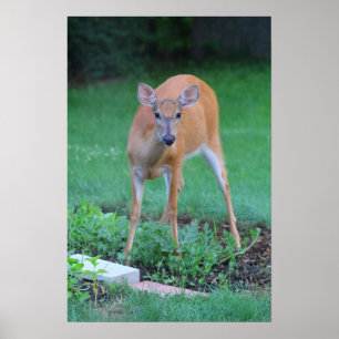 Poster Whitetail veer, Ohio