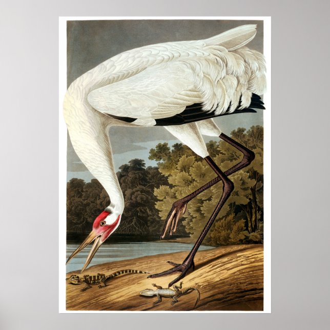 Poster Whooping Crane de John James Audubon (Frente)