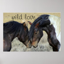 WILD AMES HORSES