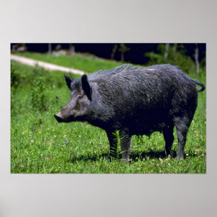 Póster Wild Boar
