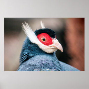 Poster Wild Brown Eared Pheasant