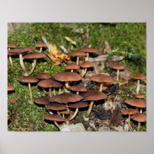 Poster Wild Brown Mushroom Cluster Nature