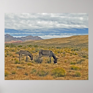 Póster Wild Burros do Red Rock Canyon