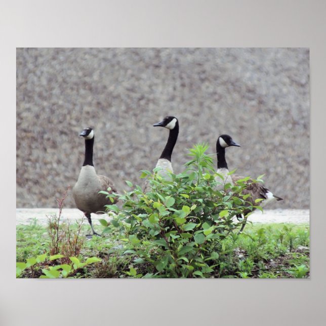 Póster Wild Canada Goose Trio Animal (Frente)
