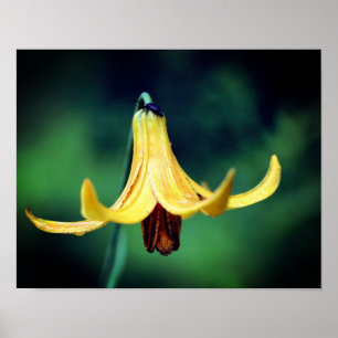 Poster Wild Canada Lily Com Insetos 