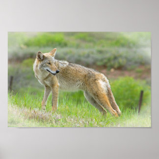 Póster Wild Coyote