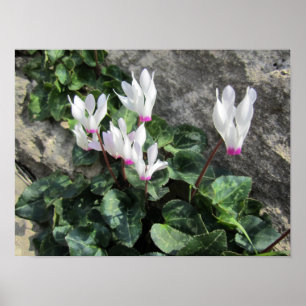Poster Wild Cyclamen