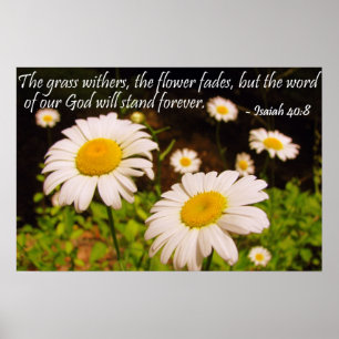 Póster Wild Daisies com Isaiah 40:8