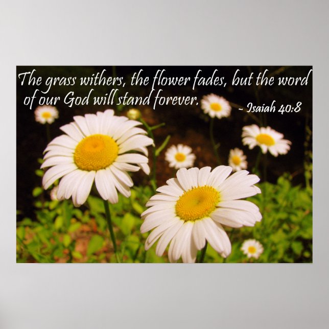 Póster Wild Daisies com Isaiah 40:8 (Frente)
