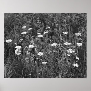 Poster Wild Daisies Flower Black White Print