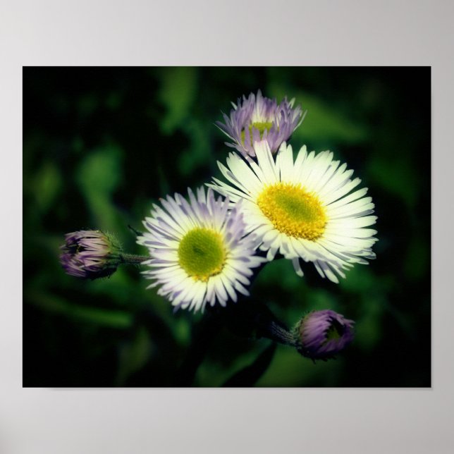 Poster Wild Fleabane Daisy Flower Close-Up (Frente)
