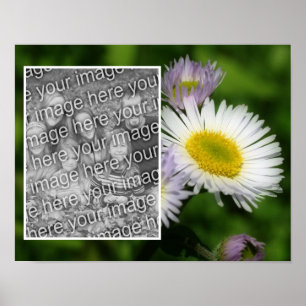 Poster Wild Fleabane Daisy Flower Frame Adicionar Sua Fot