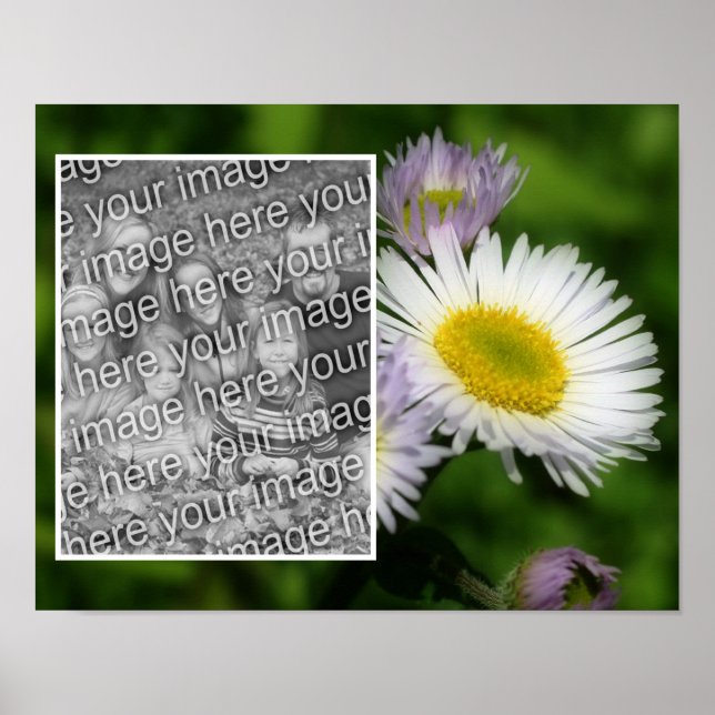 Poster Wild Fleabane Daisy Flower Frame Adicionar Sua Fot (Frente)