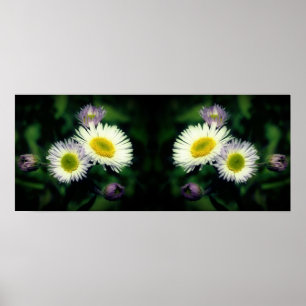Poster Wild Fleabane Daisy Flowers Mirror Abstrato