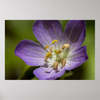 Póster Wild Geranium