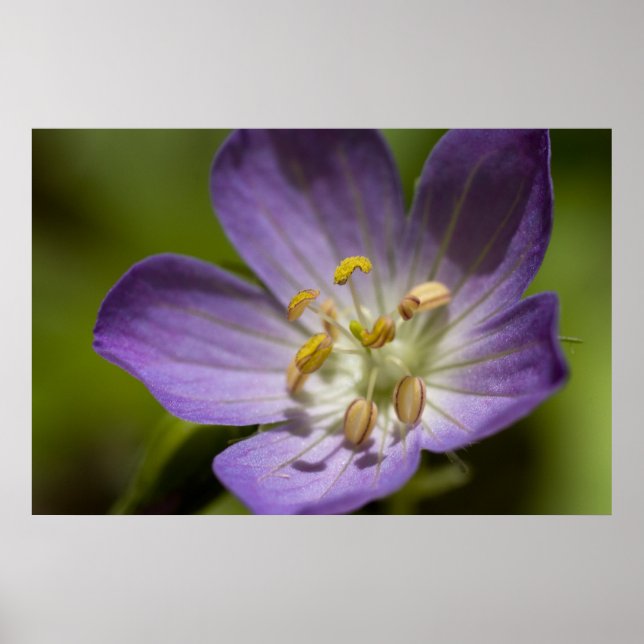 Póster Wild Geranium (Frente)