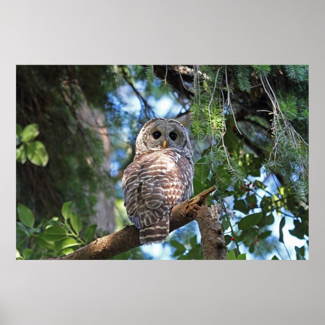 Poster Wild Hoot Owl Staring na Floresta (Frente)