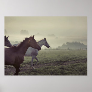 Póster Wild horses