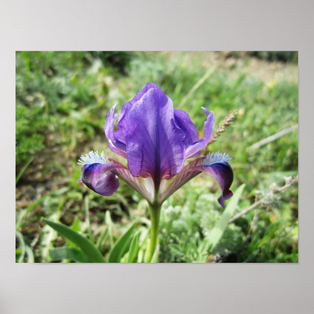 Poster Wild Iris (Frente)