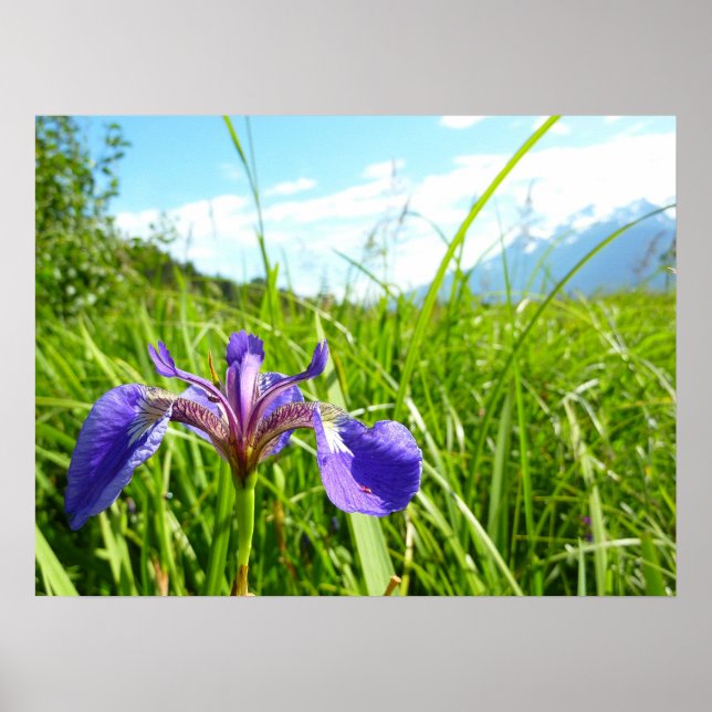 Poster Wild Iris e Paisagem do Alasca (Frente)
