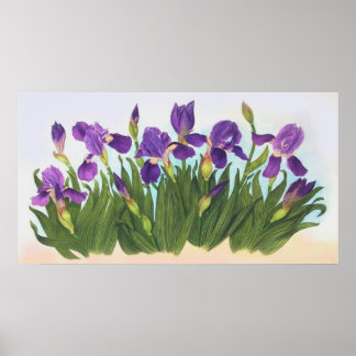 Poster Wild Irises