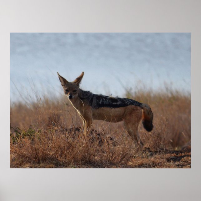 Poster Wild Jackal (Frente)