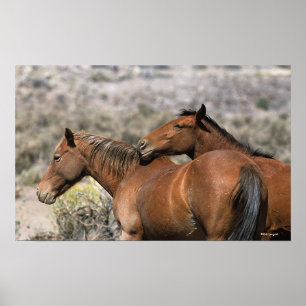Póster Wild Mustang Horses Touching