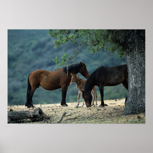 Poster Wild Mustang Mare & Foal (Frente)