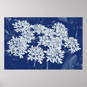 Poster Wild Parsley - Cyanotype Effect