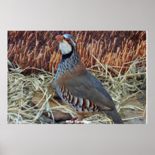 Poster Wild Partridge