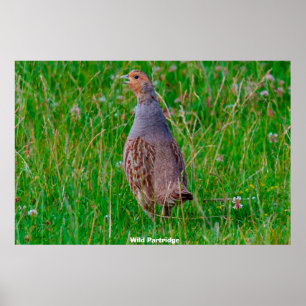 Poster Wild Partridge