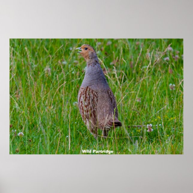 Poster Wild Partridge (Frente)