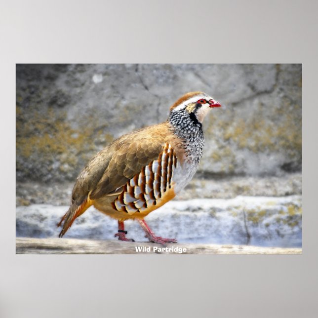 Poster Wild Partridge (Frente)