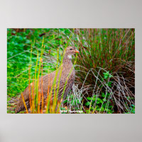 Wild Partridge