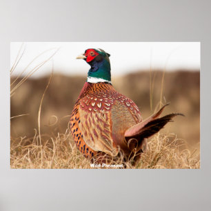 Poster Wild Pheasant