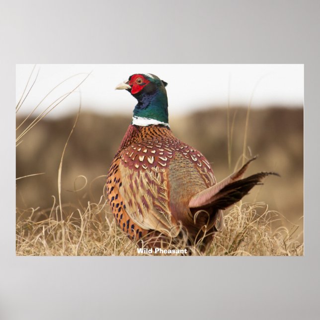 Poster Wild Pheasant (Frente)