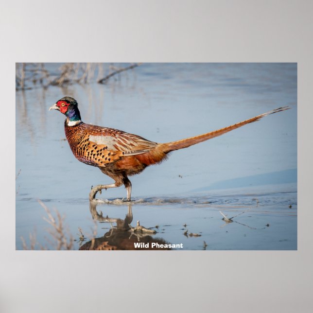 Poster Wild Pheasant (Frente)