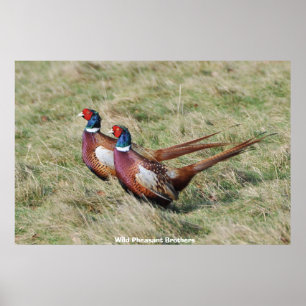 Poster Wild Pheasant Brothers