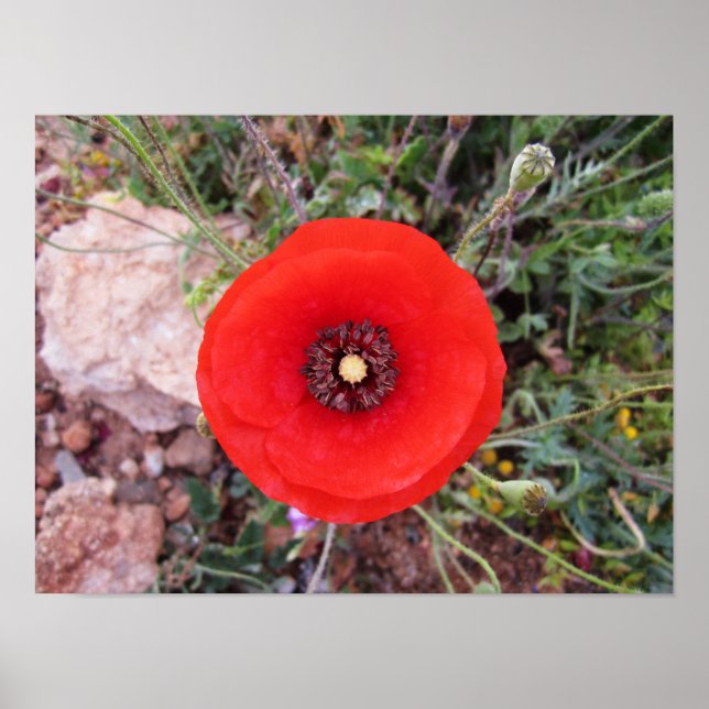 Poster Wild Poppy (Frente)