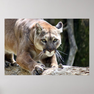 Poster Wild Puma