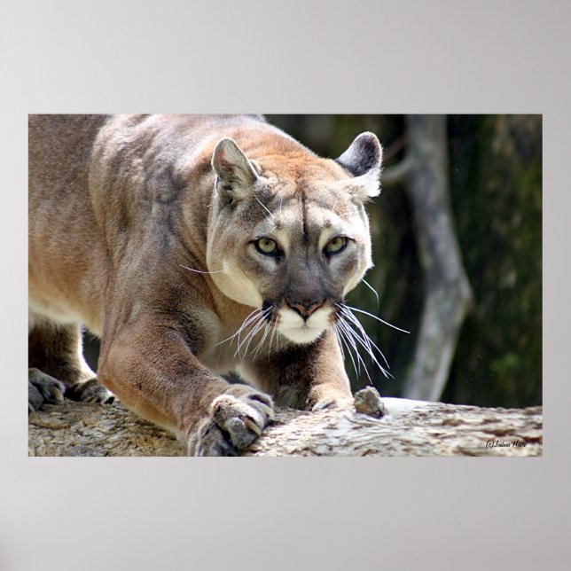 Poster Wild Puma (Frente)