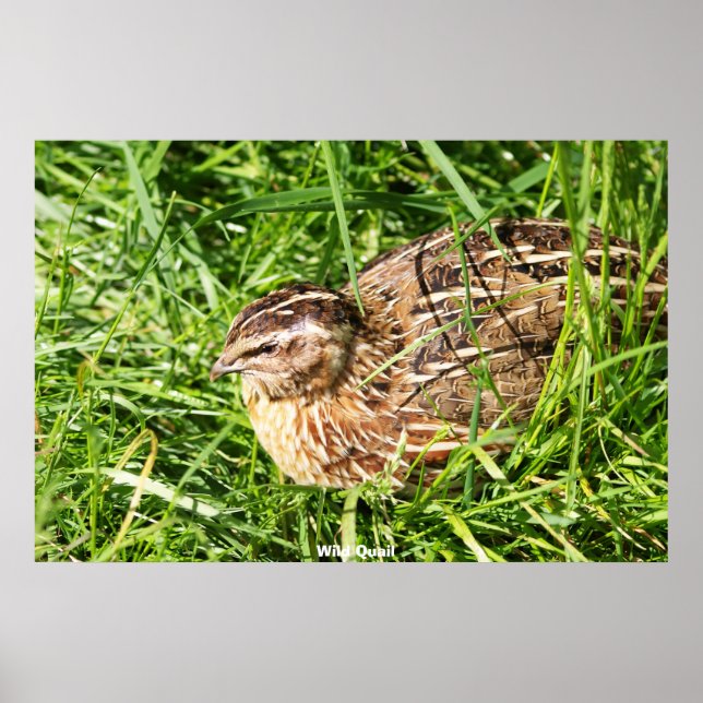 Poster Wild Quail (Frente)