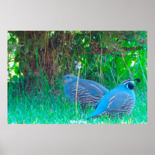 Poster Wild Quail