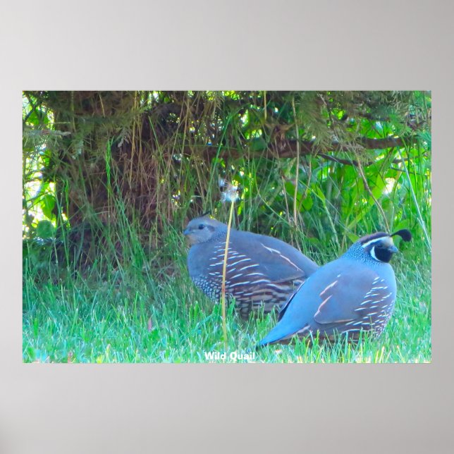 Poster Wild Quail (Frente)