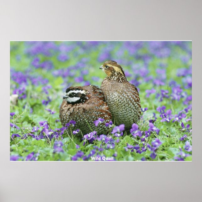 Poster Wild Quail (Frente)