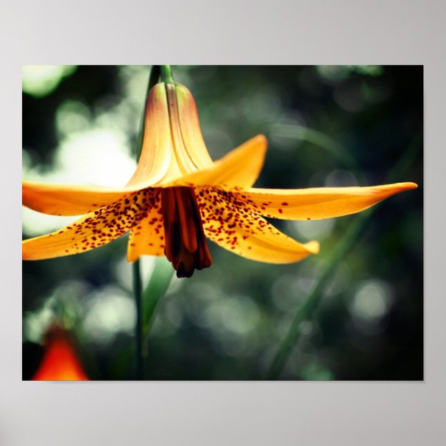 Poster Wild Spotted Canadian Lily Flower (Frente)