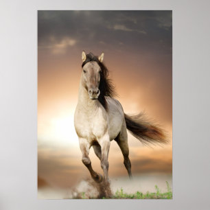 Poster Wild Stallion Correndo Em Sunset