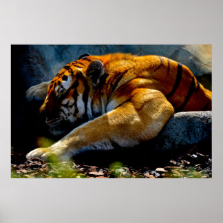 Poster Wild Tiger