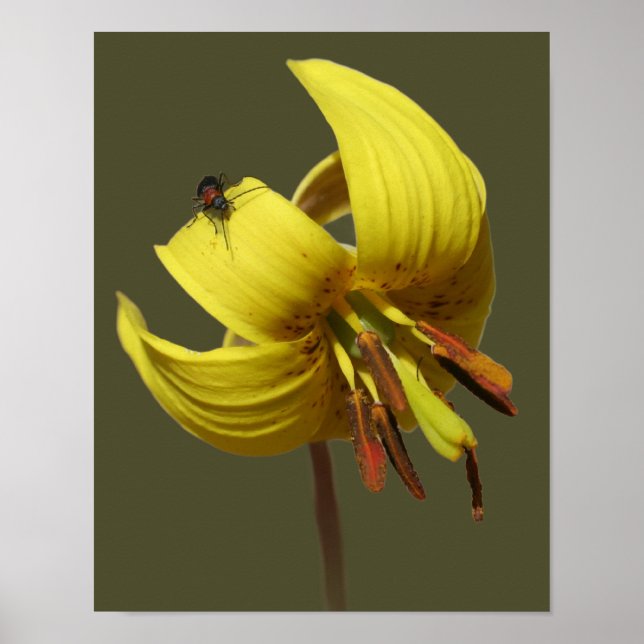 Poster Wild Trout Lily E Amigo Do Firefly (Frente)